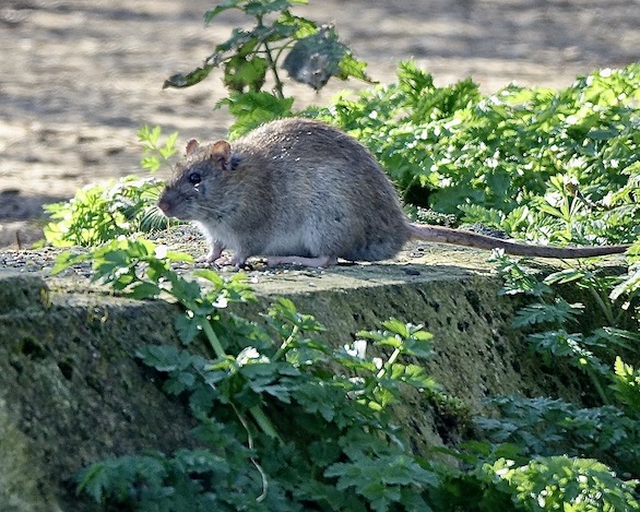 rat